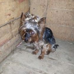 ПРОПАЛА\НАЙДЕНА\ЗАМЕЧЕНА СОБАКА