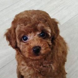 Максим
