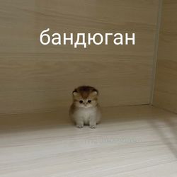 Ангелина