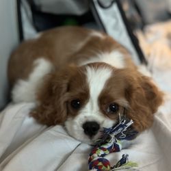 Ресторан “Umberto”