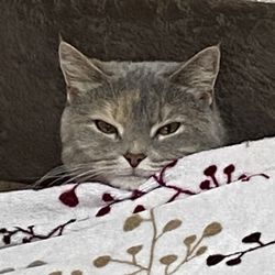 Маргарита